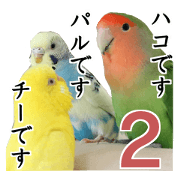 Parakeet is together SATORA 2