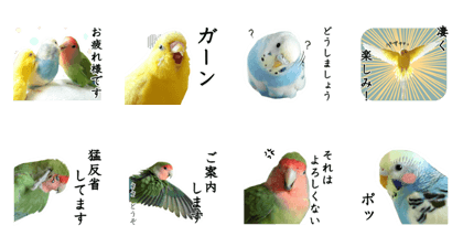 Parakeet is together SATORA 2