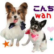 Real DOG Papillon & Chihuahua