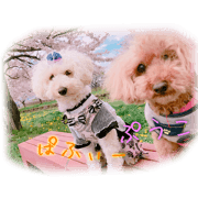 Toypoodlels ~Every Day~
