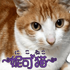 妮可貓 - 真實版 日本語