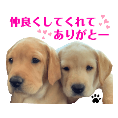 Labrador&manchester terrier_2021022283