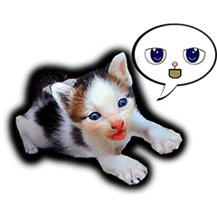 Anak kucing lucu (Animated)