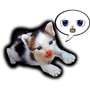 Kitten love to play (Animated)