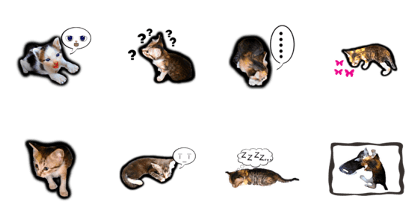 Kitten love to play (Animated)
