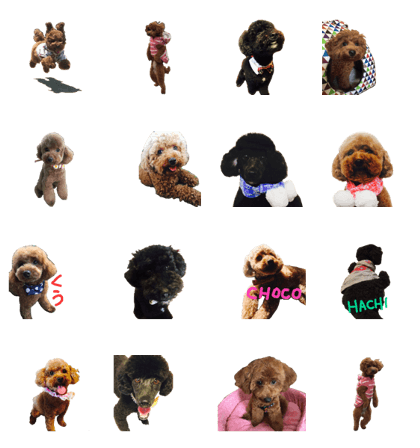 cute three poodles. choco&hachi&kuu