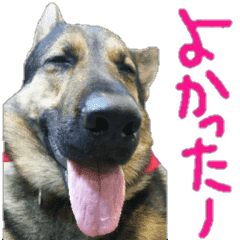 ジャ マンシェパ ドベレット写真スタンプ2 Line スタンプ Line Store ジャ マンシェパ ドベレット写真スタンプ2 Line スタンプ Line Store