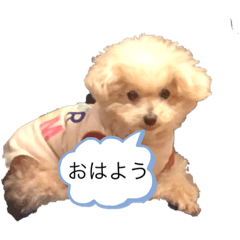 koko_20210222210009