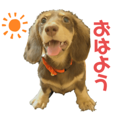 kiminokachan