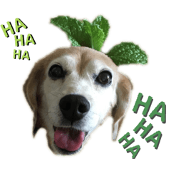 CoCoa_20210223001606