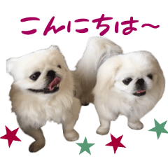 Real DOG Pekingese -KOU&KUU-