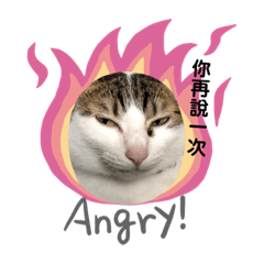 囧姆溜頭貓貓貓