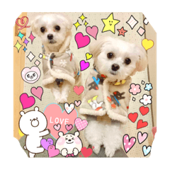 Ron_Chihuahua n Maltese