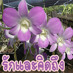 orchids thai3