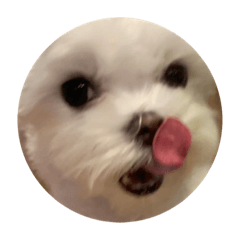 阿米表情包第一季