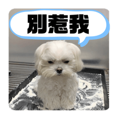 小米阿米