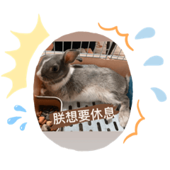咪嚕朕的兔生