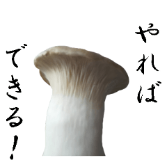 Great eringi mushroom