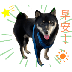 黑柴Q醬生活語錄