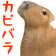 Photograph of the capybara