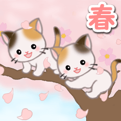 Twin calico kittens in spring