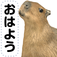 It is the photograph of the capybara