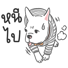 Dodo the white dog [Thai]