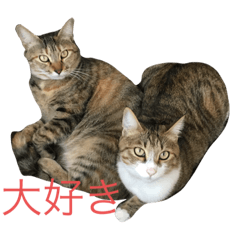 Kina_Yomo