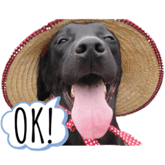 I am Rulf, black Labrador retriever.