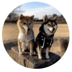 豆柴ごま 柴犬つくね Line スタンプ Line Store 豆柴ごま 柴犬つくね Line スタンプ Line Store