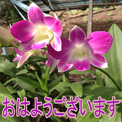 orchid for japan