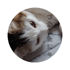 ARISA_20210224173202