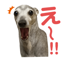 cute my italian greyhound