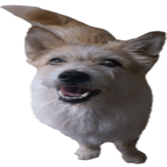 Huutang is my wife's dog. – Stickers LINE LINE STORE