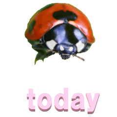 Time English from Ladybug-BIG