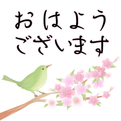 桜が背景で舞う 大人の和柄 春のウグイス Line スタンプ Line Store 桜が背景で舞う 大人の和柄 春のウグイス Line スタンプ Line Store