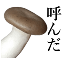 How about these Eringi Mushroom ?