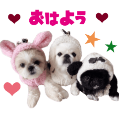 Real DOG Pekingese & Shih Tzu