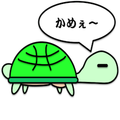 Muscle turtle