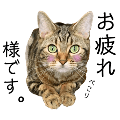 猫猫日和2☆ゆるい敬語スタンプ