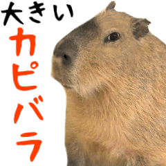 Big photograph of the capybara