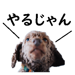 Simple everyday conversation dog sticker