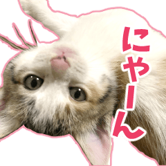 保護猫ポンチョの日常スタンプ