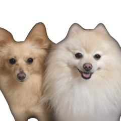 pretty pet dog Pomeranian's