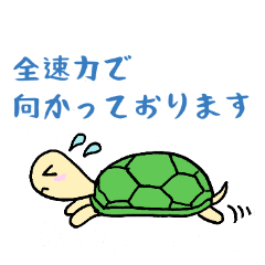 tortoise kamechan