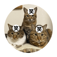 suzu_20210225234119