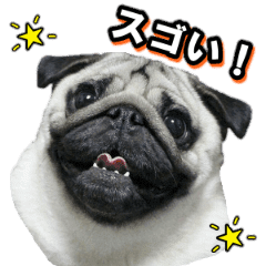 パグ犬 パンチ Line スタンプ Line Store