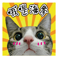 Cute Cat Hai-shen