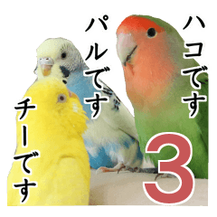 Parakeet is together SATORA 3