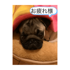 Pug's Ku-chan sticker